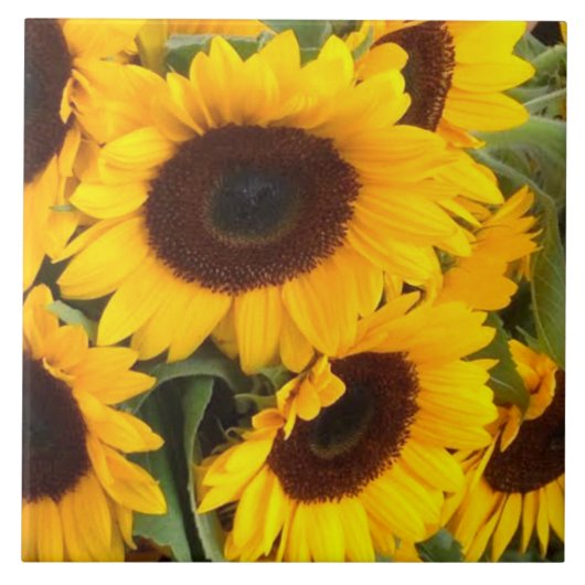 ひまわりタイル タイル (正面)