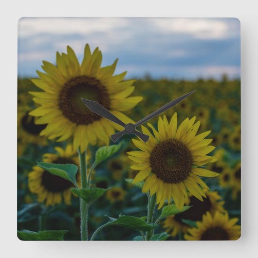 ひまわりデュオクローズアップ スクエア壁時計 (正面)