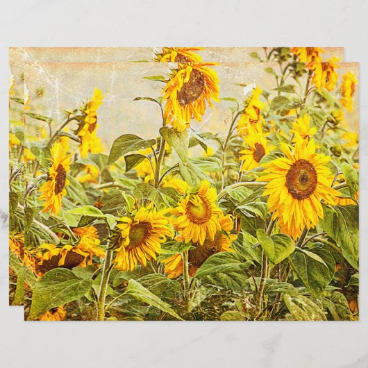 ひまわりフィールドデカップイエローヴィンテージアンティーク (正面/裏面)