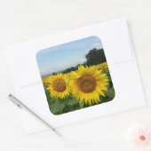 ひまわりフィールド付きシール スクエアシール (封筒)