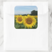 ひまわりフィールド付きシール スクエアシール (バッグ)