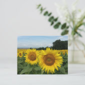 ひまわりフィールド付きポストカード ポストカード (スタンド正面)
