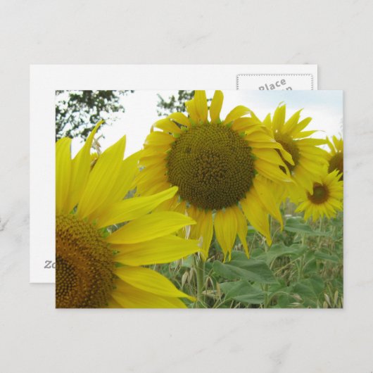 ひまわりフォトポストカード ポストカード (正面/裏面)
