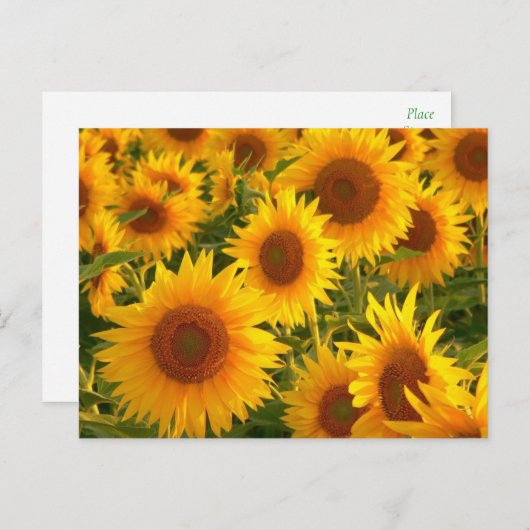 ひまわりフローラ黄色の花 – ありがとう、愛 ポストカード (正面/裏面)