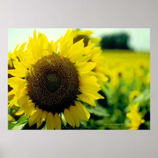 ひまわりプリント ポスター (正面)