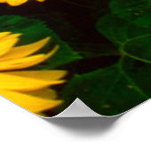 ひまわりポスター（大） ポスター (角)