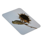 ひまわりマグネットの上にゴールドフィンチ マグネット (右側)