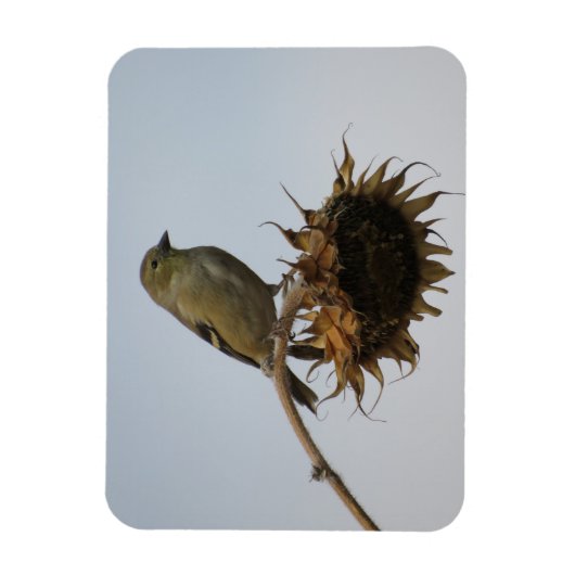 ひまわりマグネットの上にゴールドフィンチ マグネット (縦)