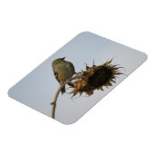 ひまわりマグネットの上にゴールドフィンチ マグネット (左側)