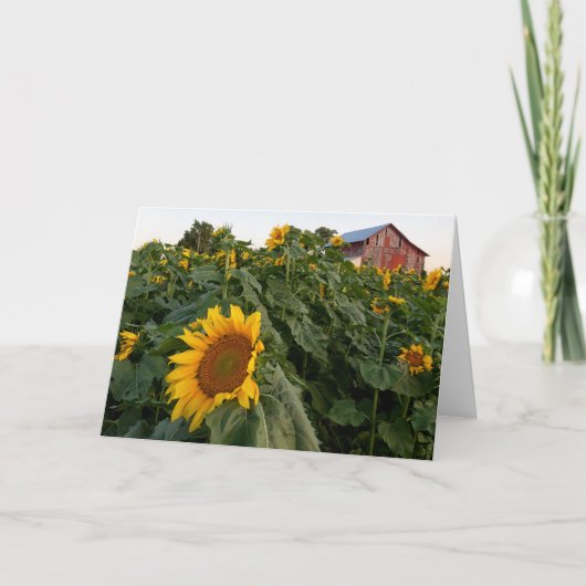 ひまわりレッドバーン空白のノートカード サンキューカード (正面)