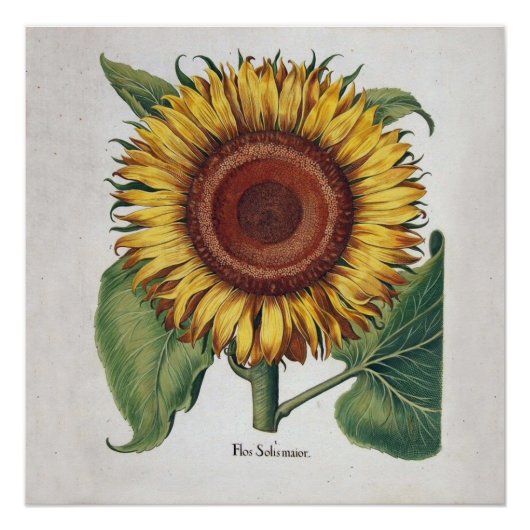 ひまわりヴィンテージダマスクフラワーアート ポスター (正面)