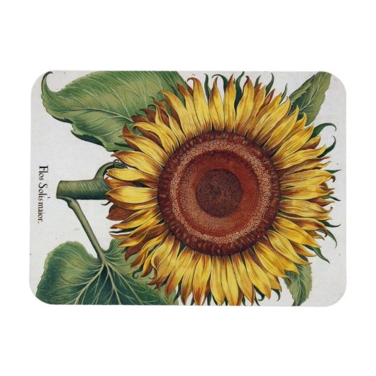 ひまわりヴィンテージダマスクフラワーアート マグネット (横)