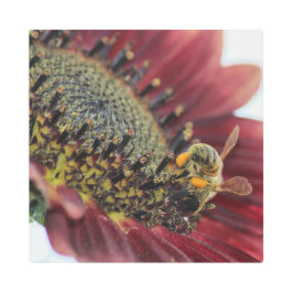 ひまわり上に乗る メタルプリント