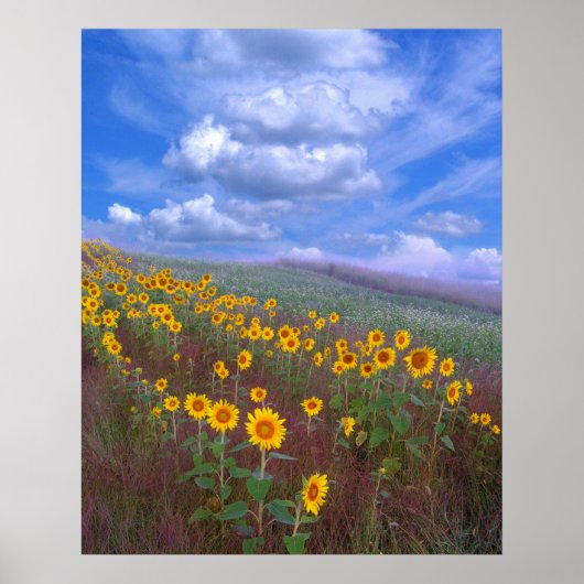 ひまわり丘、ポスター ポスター (正面)