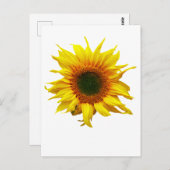 ひまわり付き葉書デザイン ポストカード (正面/裏面)