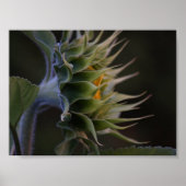 ひまわり側 ポスター (正面)