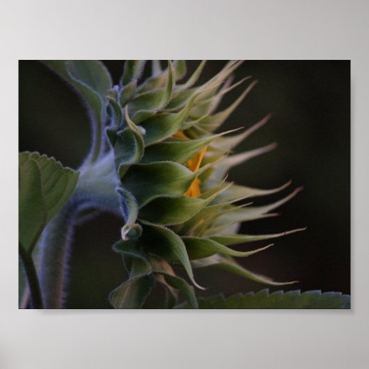 ひまわり側 ポスター (正面)