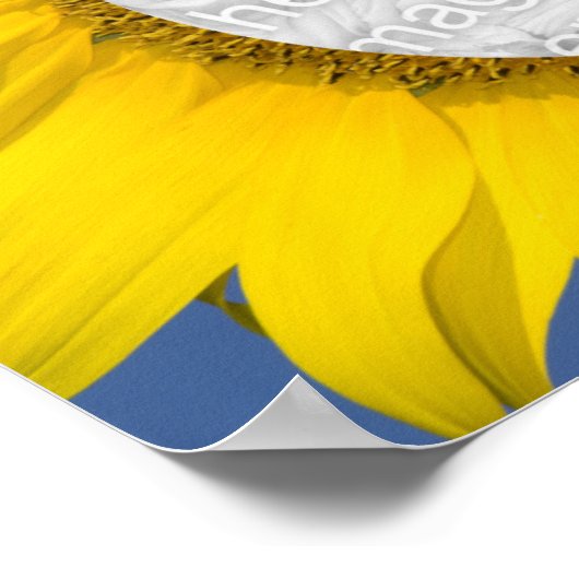 ひまわり写真 ポスター (角)