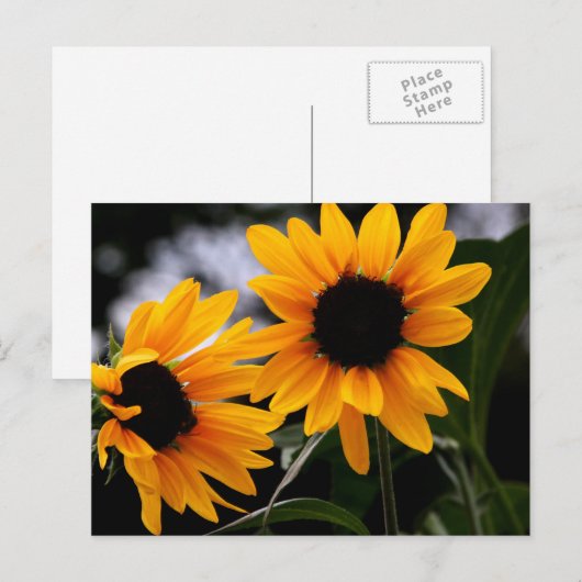 ひまわり写真 ポストカード (正面/裏面)