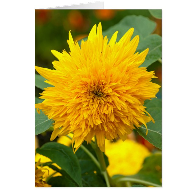 ひまわり前開花 (正面)