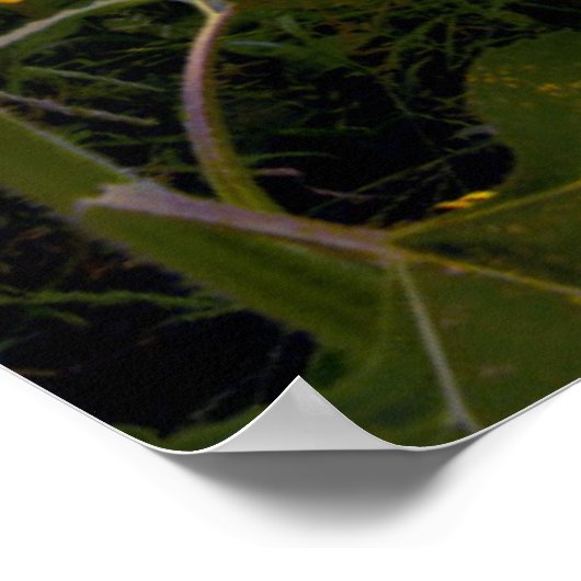 ひまわり咲き野 ポスター (角)