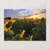 ひまわり咲き野 ポストカード (正面)