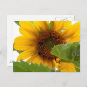ひまわり喜び ポストカード (正面/裏面)
