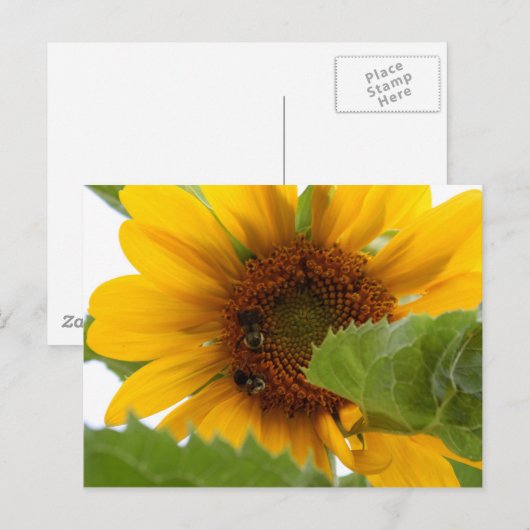 ひまわり喜び ポストカード (正面/裏面)