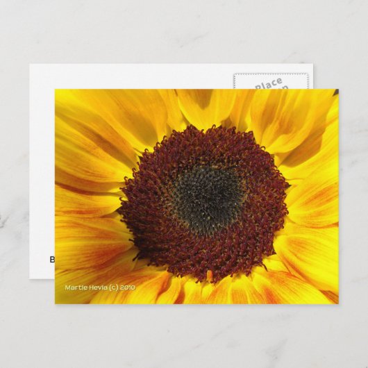 ひまわり太陽 – はがき (正面/裏面)