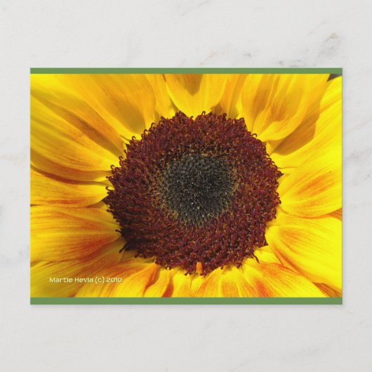 ひまわり太陽 | ブルービーチソング™はがき ポストカード (正面)