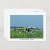 ひまわり摘み、クロアチア2008 ポストカード (正面/裏面)