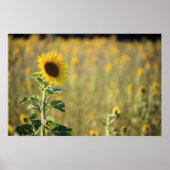 ひまわり日 ポスター (正面)