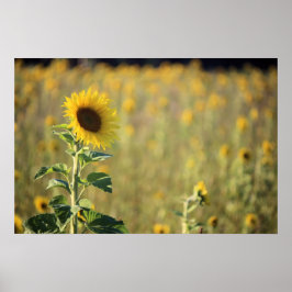 ひまわり日 ポスター