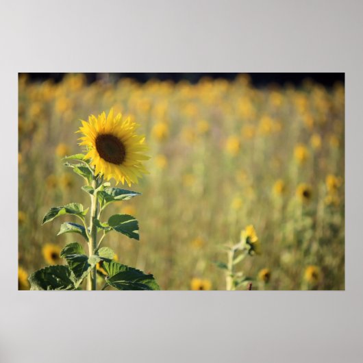 ひまわり日 ポスター (正面)