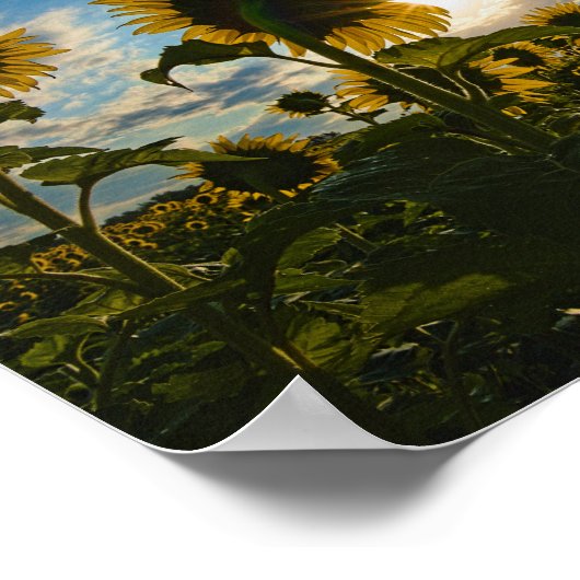 ひまわり朝 ポスター (角)