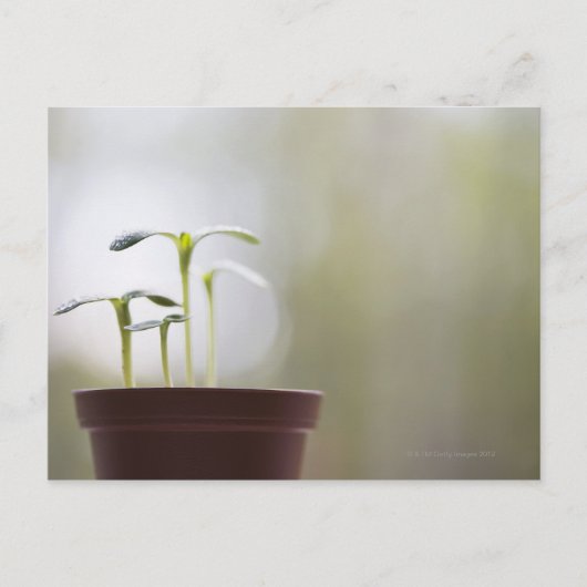 ひまわり植物がポット2で発芽 ポストカード (正面)
