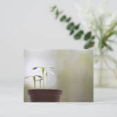 ひまわり植物がポット2で発芽 ポストカード (スタンド正面)