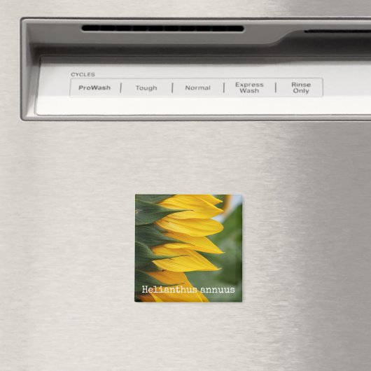 ひまわり植物磁石 マグネット (インサイチュ (食洗機))