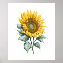 ひまわり水彩
