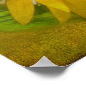 ひまわり独身のの牧草地のひまわり ポスター (角)