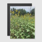 ひまわり界磁磁石 (正面/裏面)