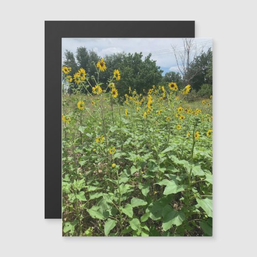 ひまわり界磁磁石 (正面/裏面)