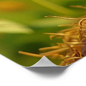 ひまわり畑で愛らしいジンジャーキッチン ポスター (角)