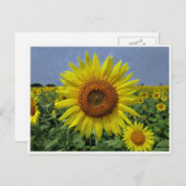 ひまわり畑と青空はがき ポストカード (正面/裏面)