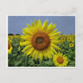 ひまわり畑と青空はがき ポストカード (正面)