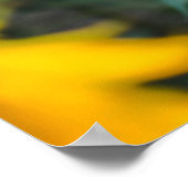 ひまわり畑に立っている女性 ポスター (角)