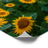 ひまわり畑のオリーブの木 ポスター (角)