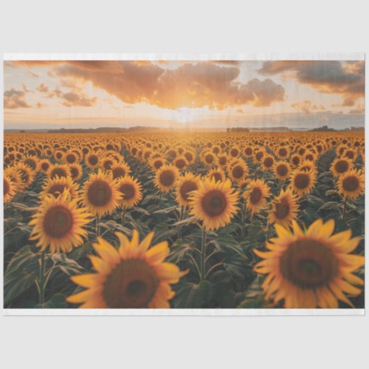ひまわり畑の切り離 薄葉紙 (正面)