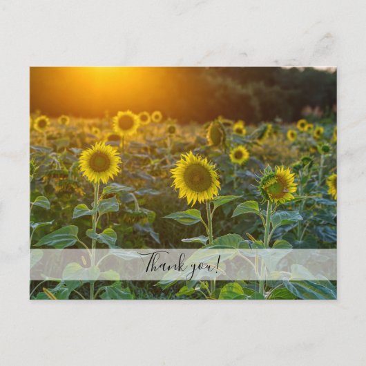 ひまわり畑の夕焼け 感謝の気持ちを込めたポストカード ポストカード (正面)
