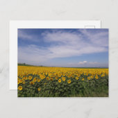 ひまわり畑はがき ポストカード (正面/裏面)